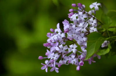 丁香花高清在线观看(花房姑娘免费观看全集)